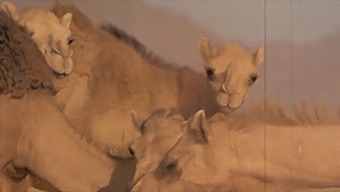 Stunning Beauty And Her Beastly Partner In Erotic Encounter